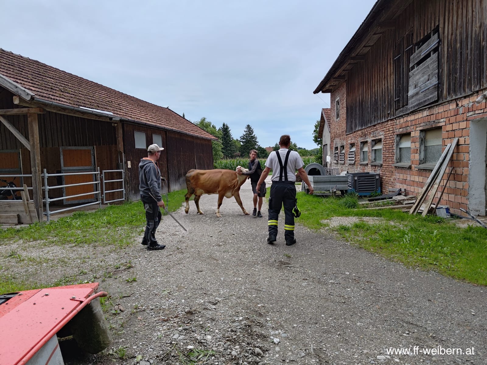 Tierrettung – entlaufene Kuh